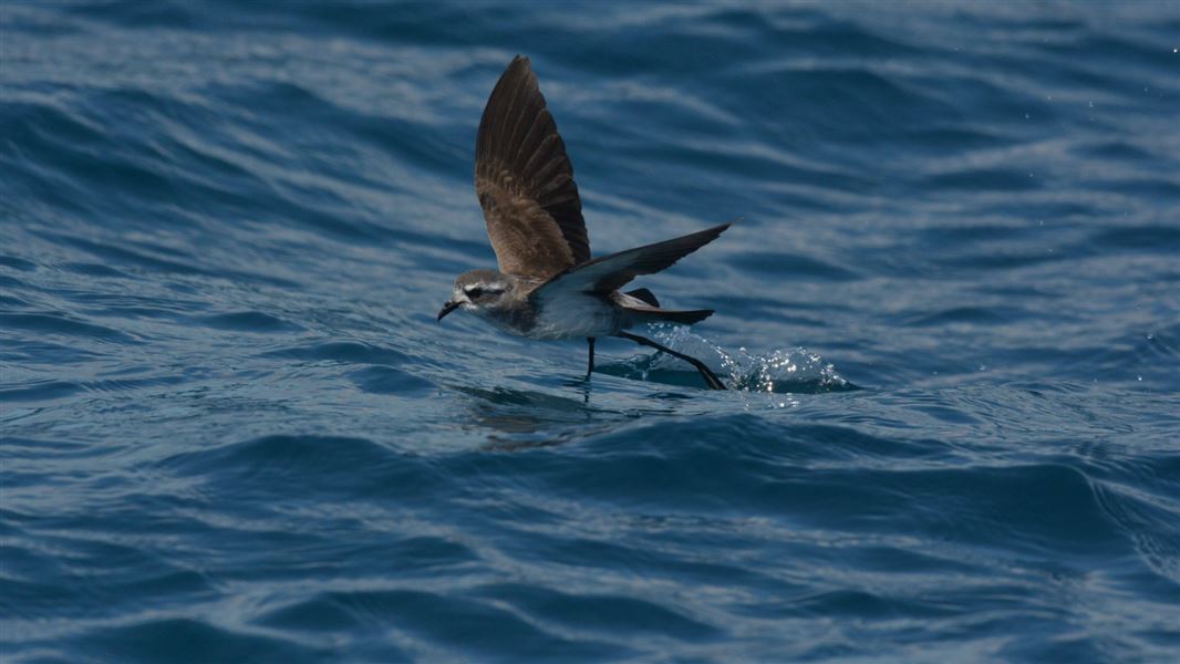 White-faced storm petrel on the water.