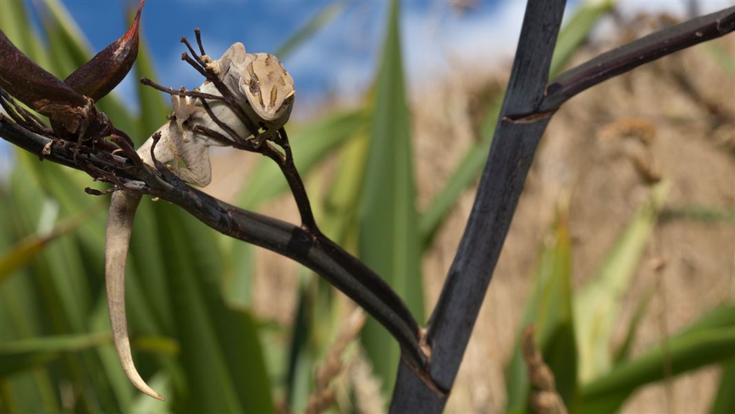 Striped gecko on flax. 