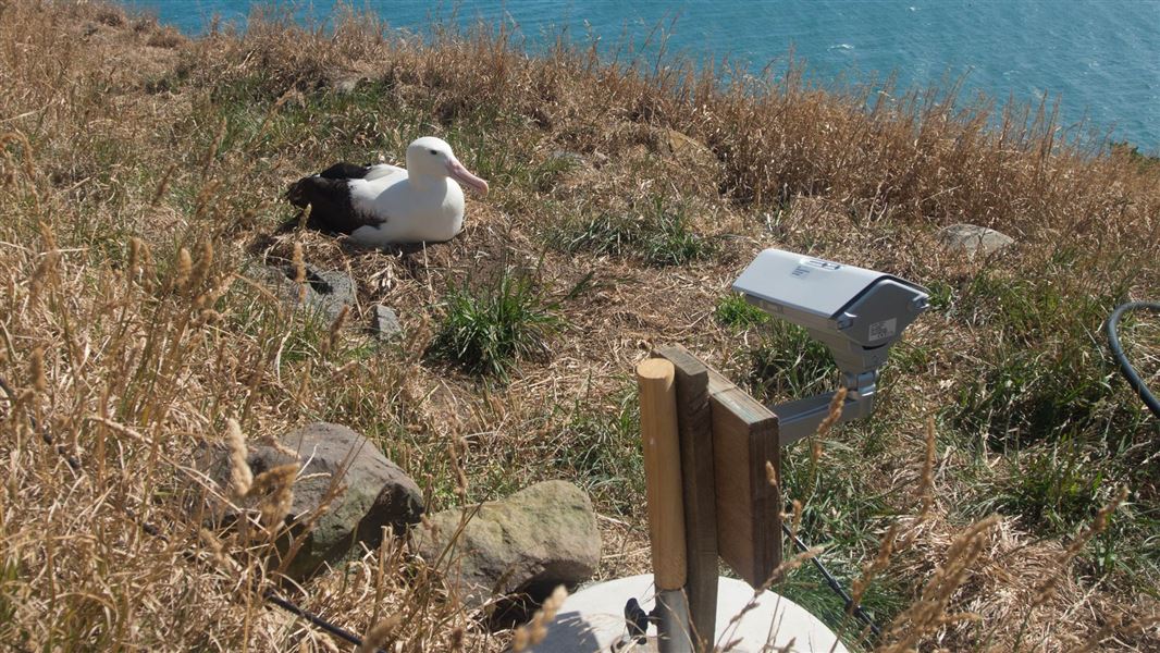 Albatross on nest. 