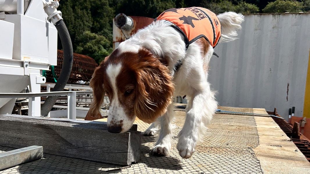 Pest detection dog Vito inspecting