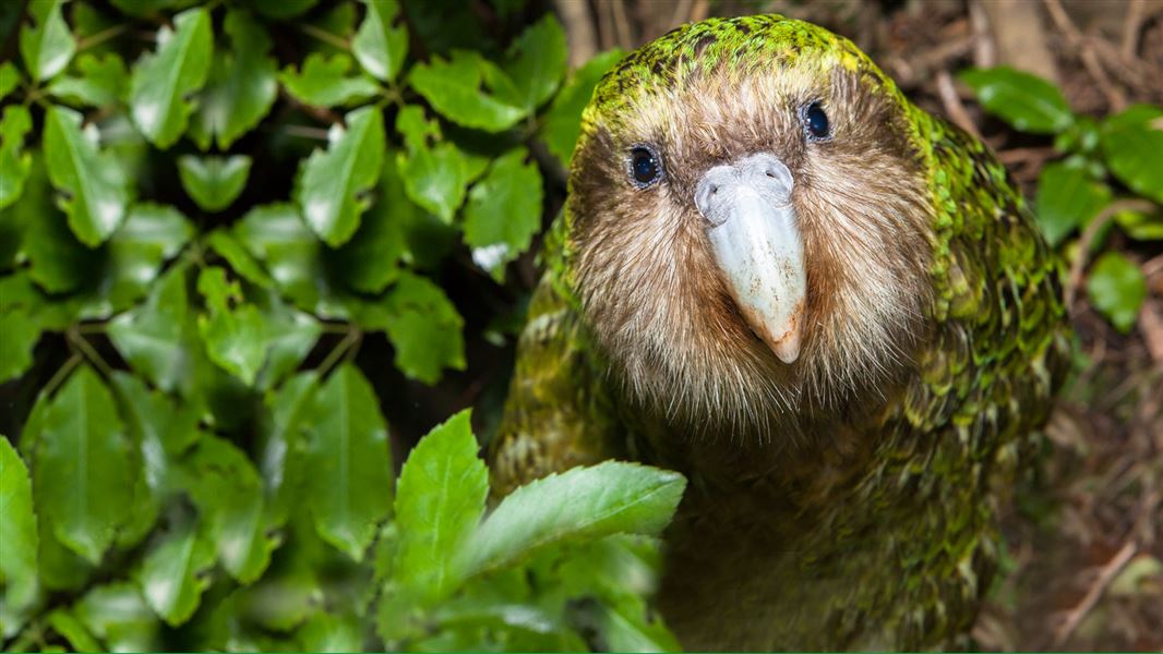 Sirocco the kākāpō. 