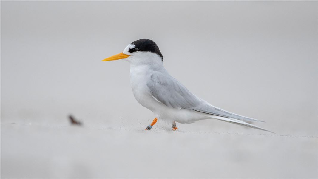 Tara iti/New Zealand fairy tern at Mangawhai.