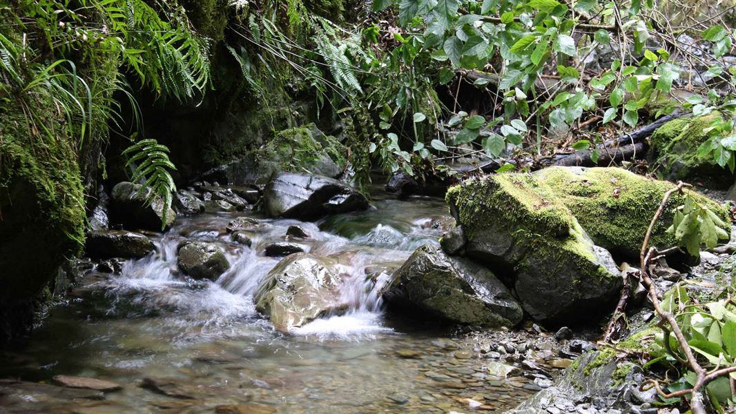 Peel Forest Scenic Reserve.