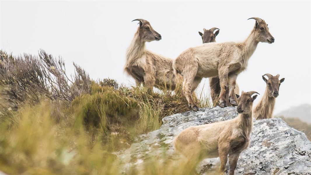 A group of young tahr standing closely together on top of a rocky hill.