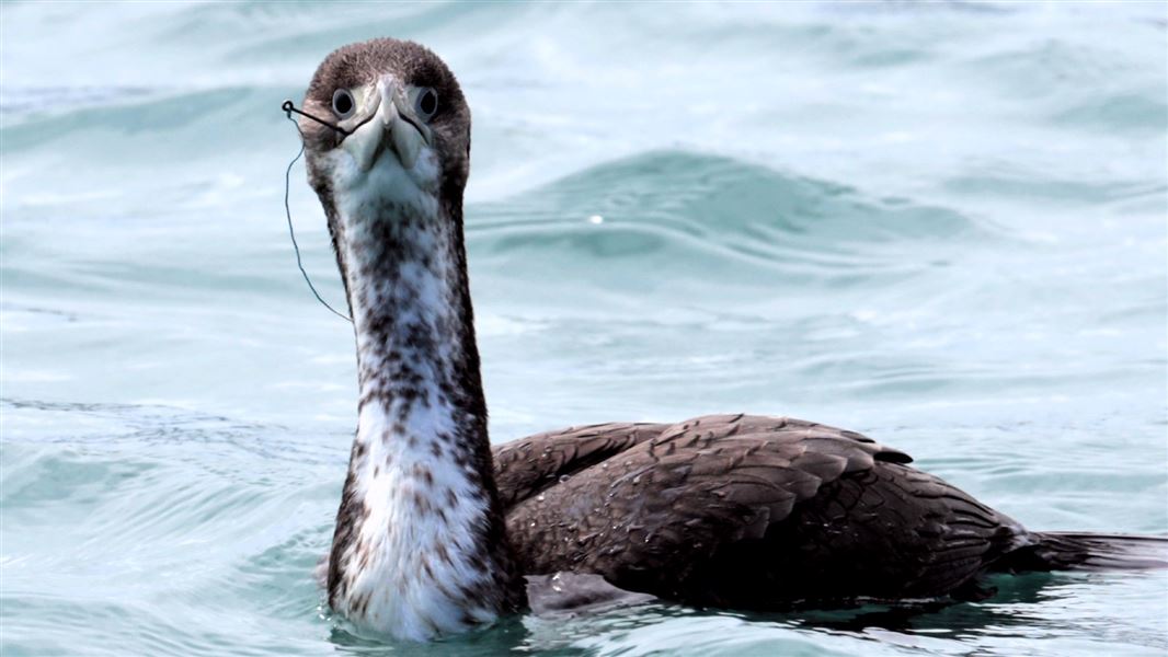 A shag on the surface of the water with a fish hook and line caught around it's beak.