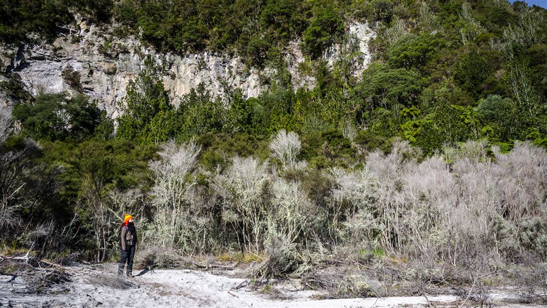 Person standing by cliff face and trees.