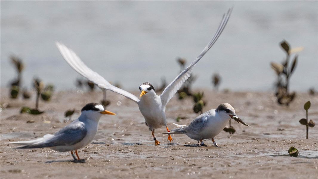 Fairy tern / Tara iti taking off from a beach.