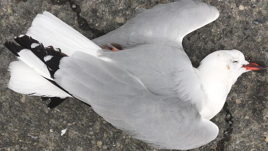 A gull lying flat with it's wings crossed behind it's back