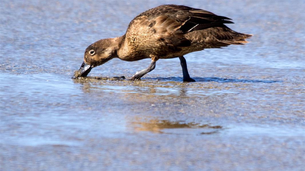 Pāteke (brown teal)