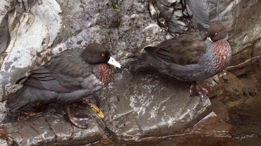 Two blue ducks on a river bank