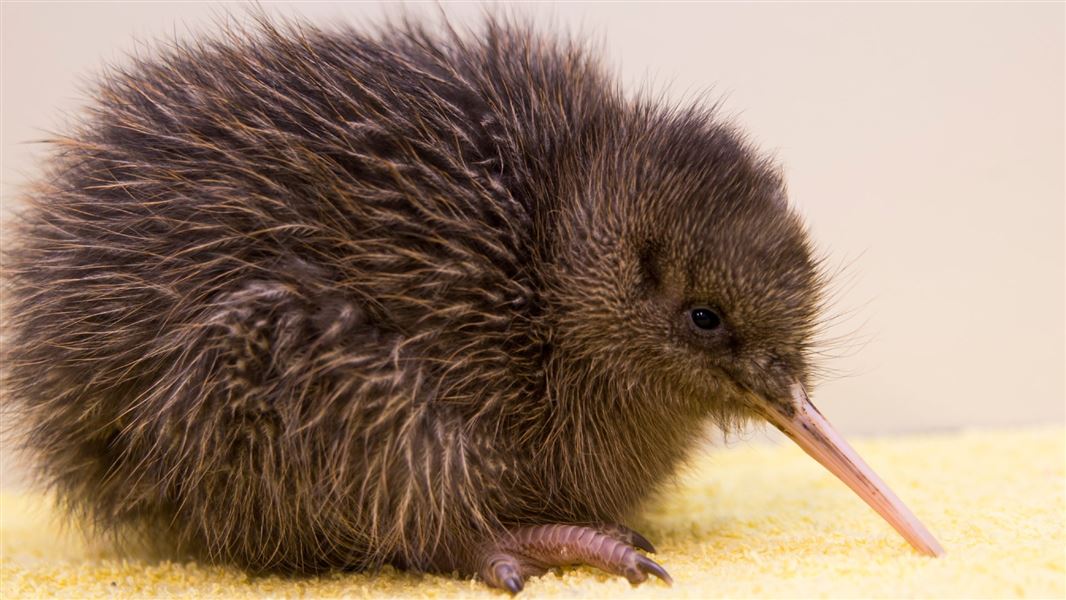 A close up of a Rowi kiwi on a yellow blanket