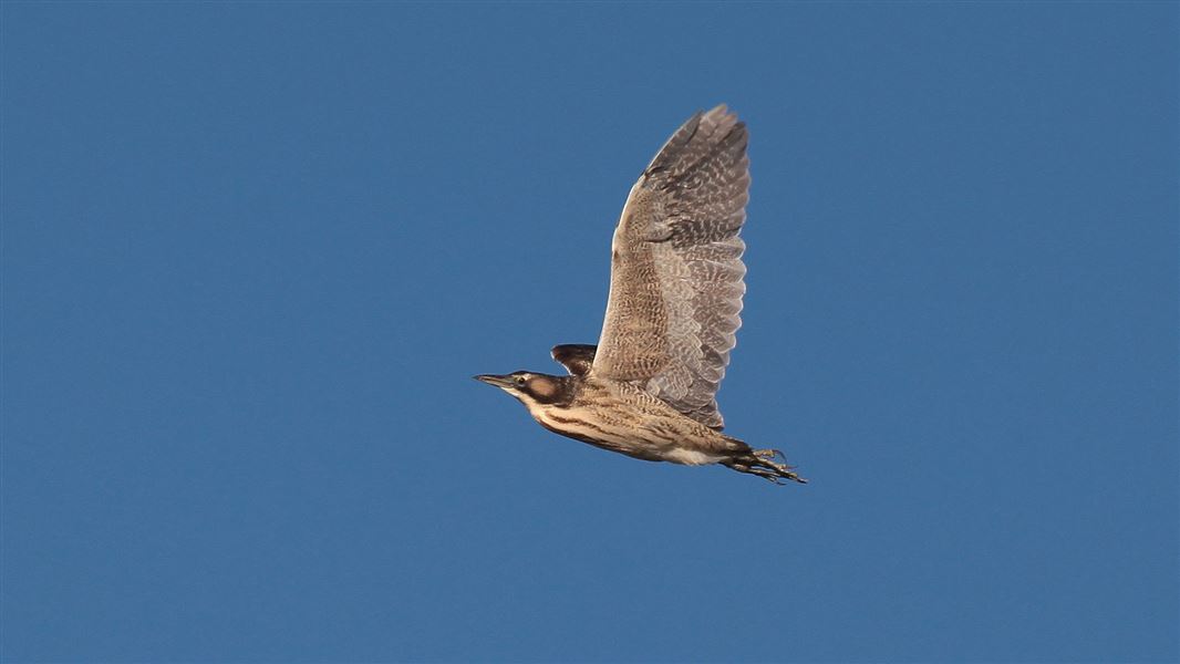 Bittern flying in blue sky.