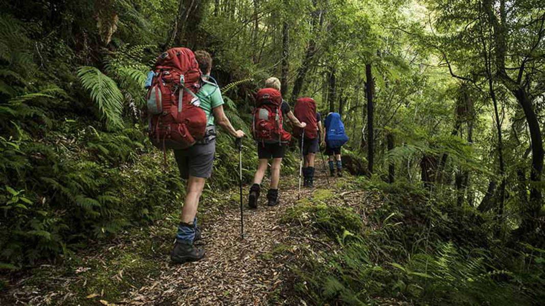 Trampers on Whirinaki Track.