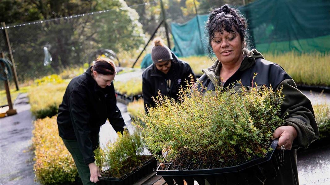 The team moving manuka trays to be planted back into the project. 