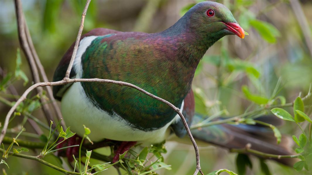 New Zealand pigeon/kererū.