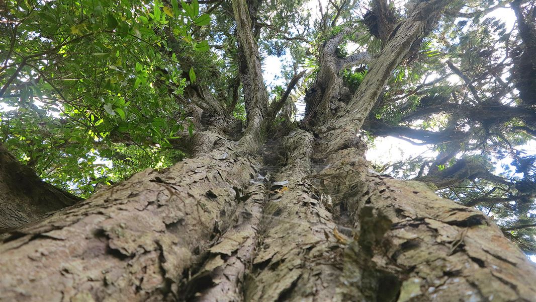 Looking up the trunk of an ancient rimu on the northern loop track. 