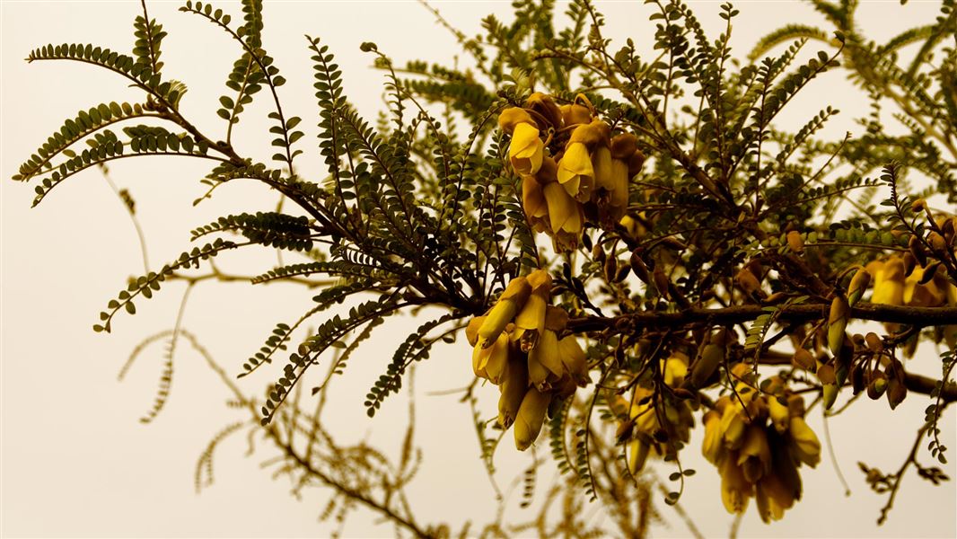 Kōwhai flowers. 