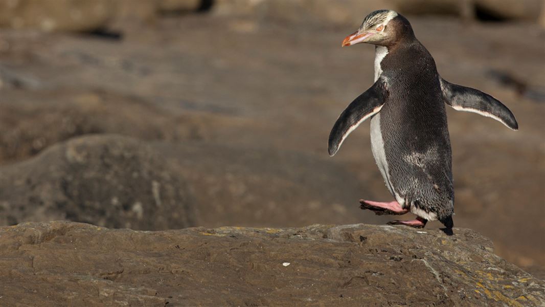 Yellow-eyed penguin. 