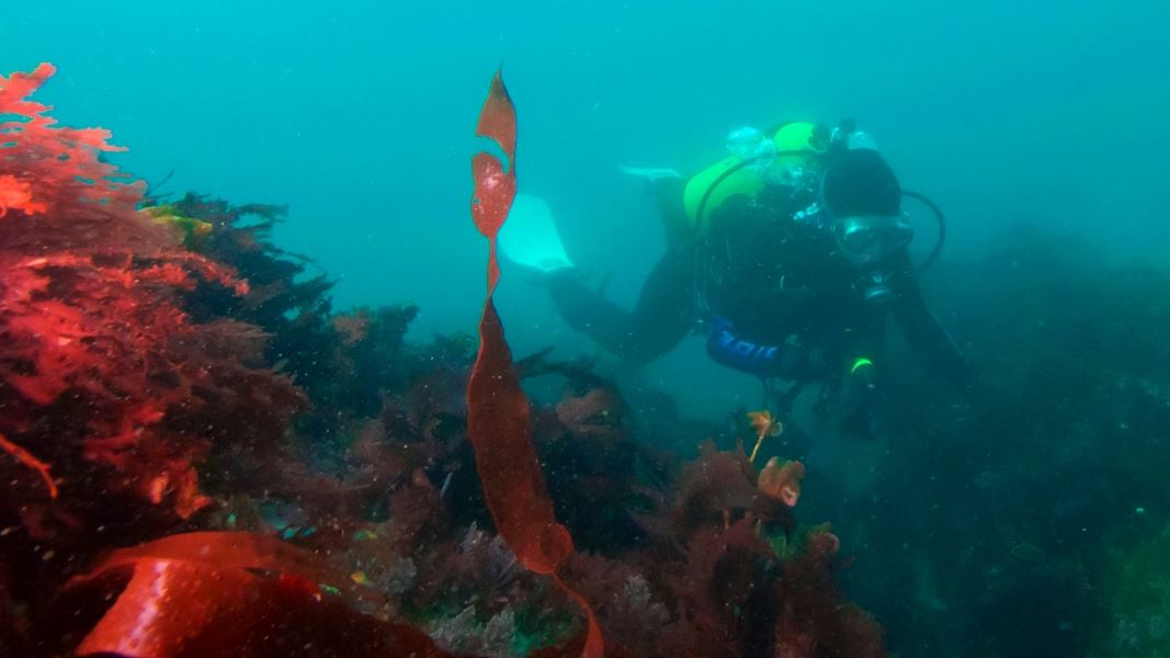 A diver looking around the seafloor, surrounded by red seaweed.