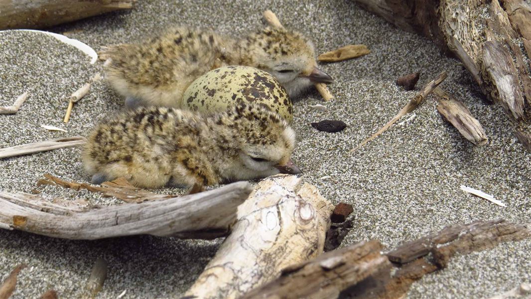 NZ dotterel chicks and egg. 