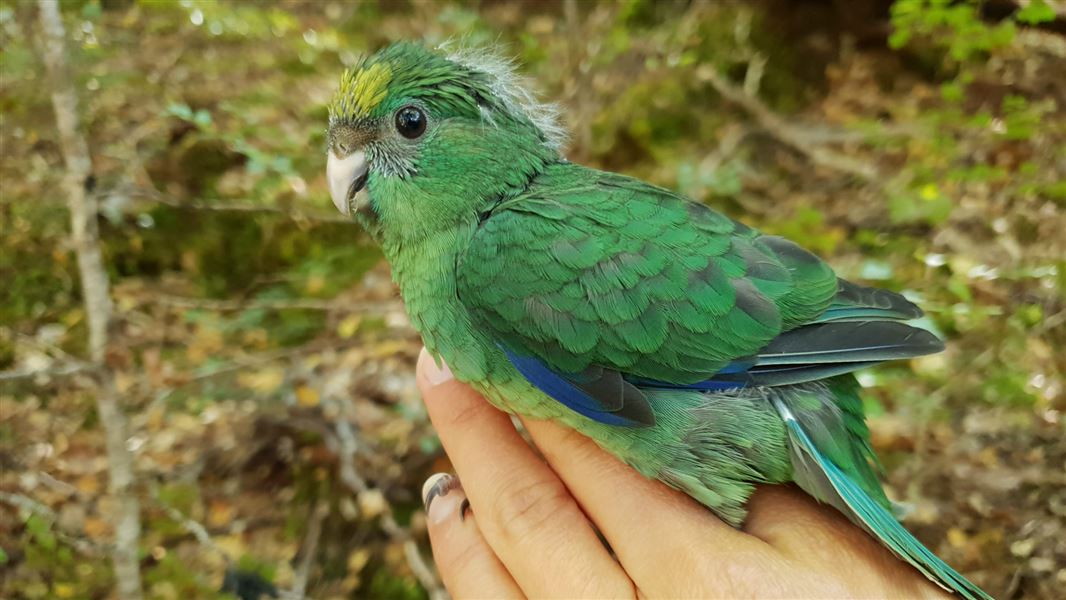 A small green parrot is perched on a human hand.