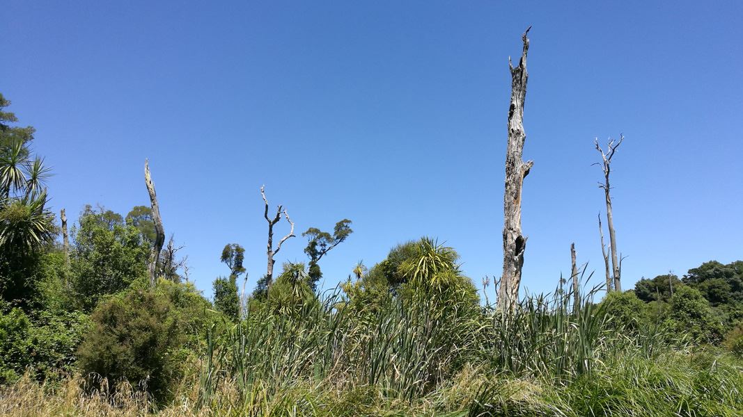 Trees on the Kahikatea Walk, Carter Scenic Reserve