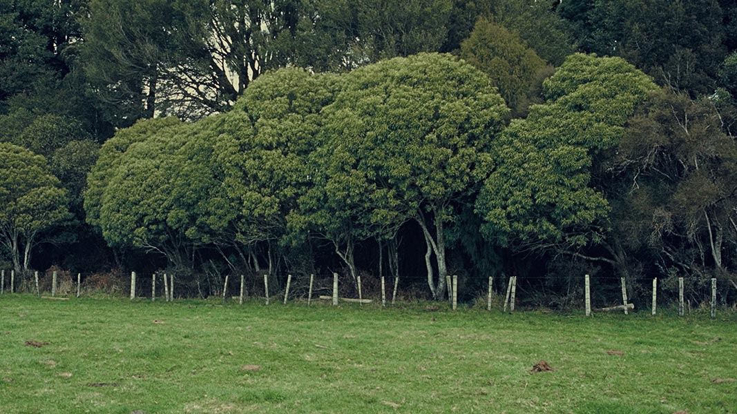 Mahoe, Ball's Clearing Scenic Reserve. 