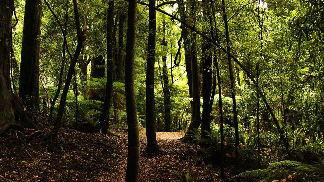 Ngamoko Track, Lake Waikaremoana. 