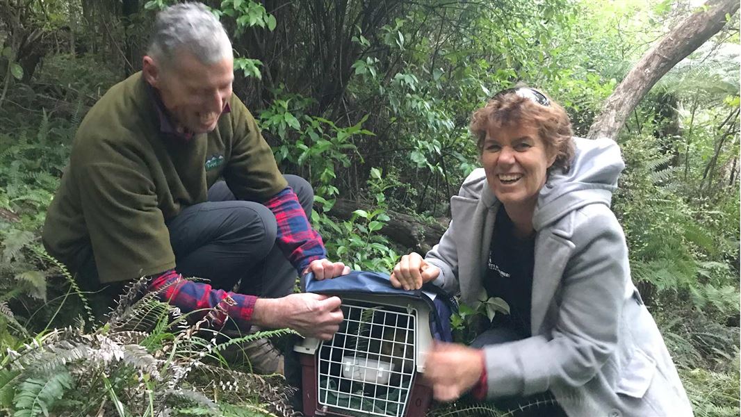 Tane Davis, Ngāi Tahu, and Fiona McKenzie, Ngāti Manuhiri, release a kākāpō. 