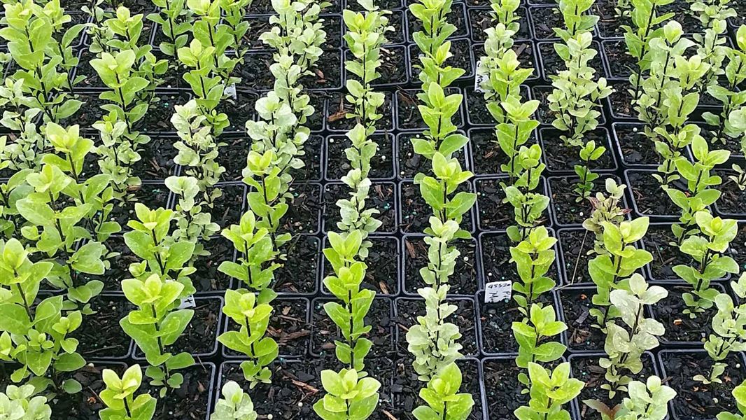 Pittosporum tenuifolium seedlings. 