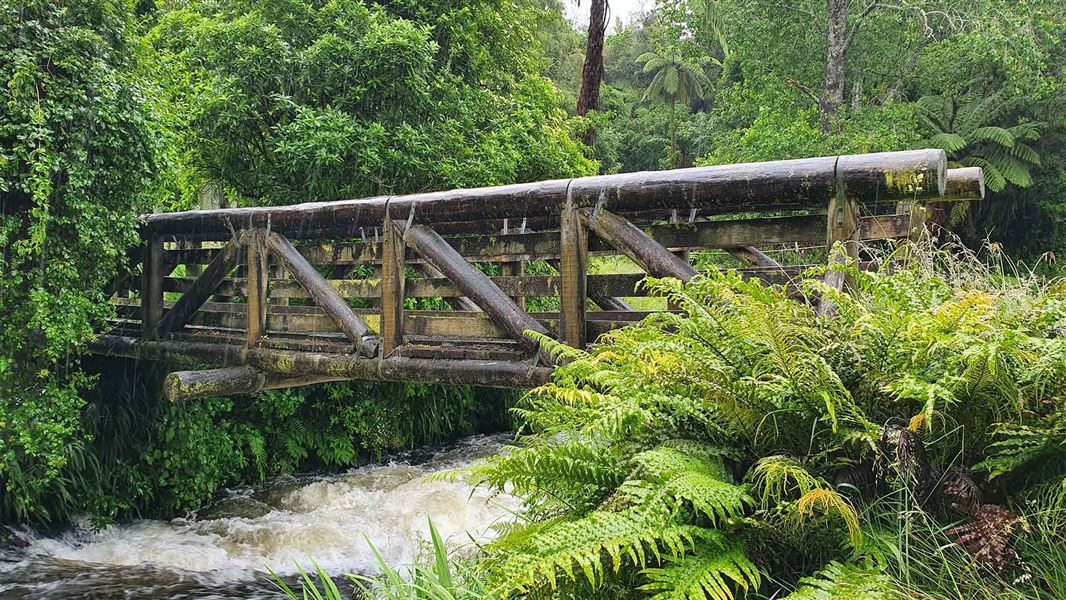 A wooden bridge crosses a fast flowing stream. Native forest is all around.