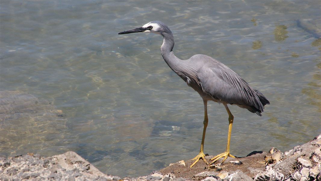 White-faced heron