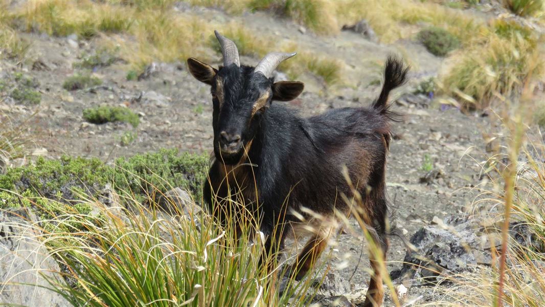 Wild goat.