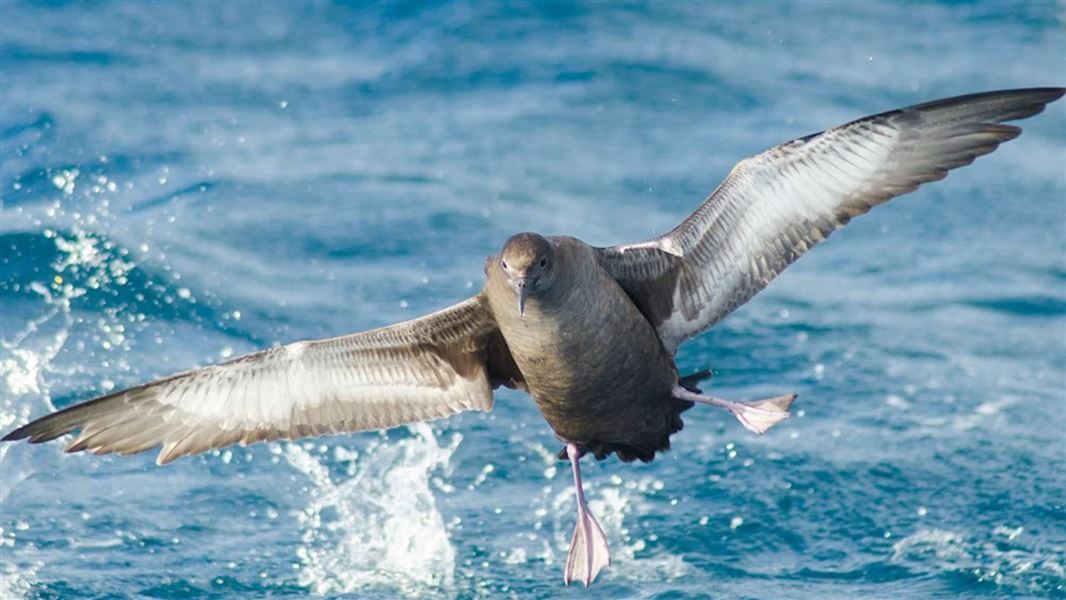 Sooty sheerwater gliding through the air.