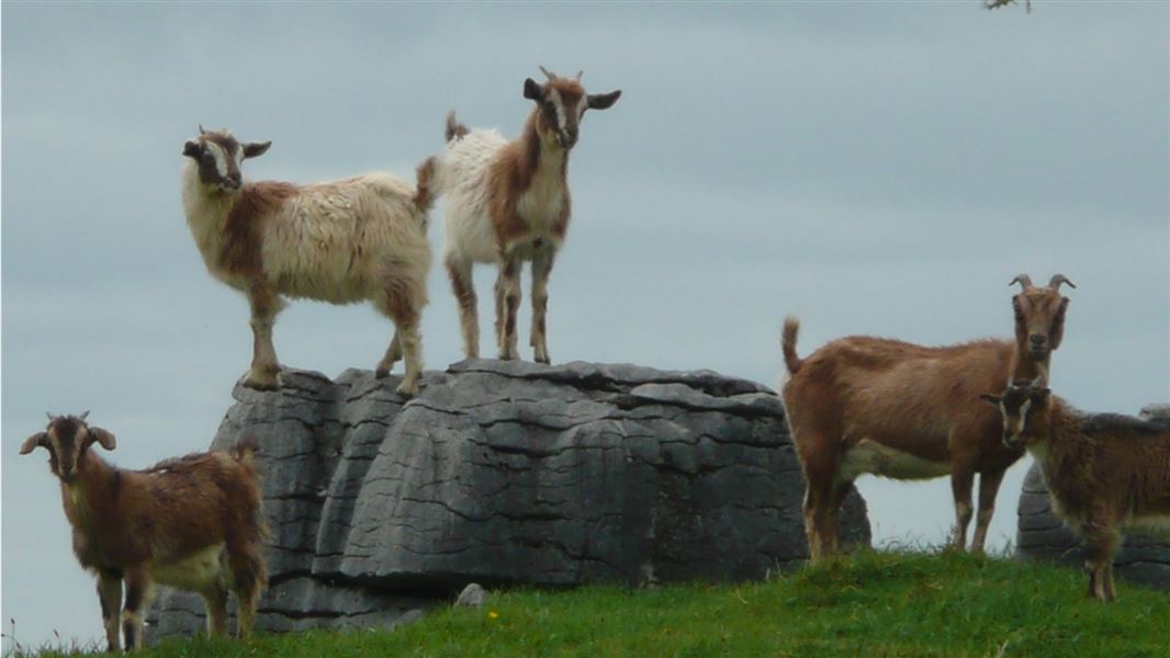 Herd of feral goats on grassy hill and a rock.