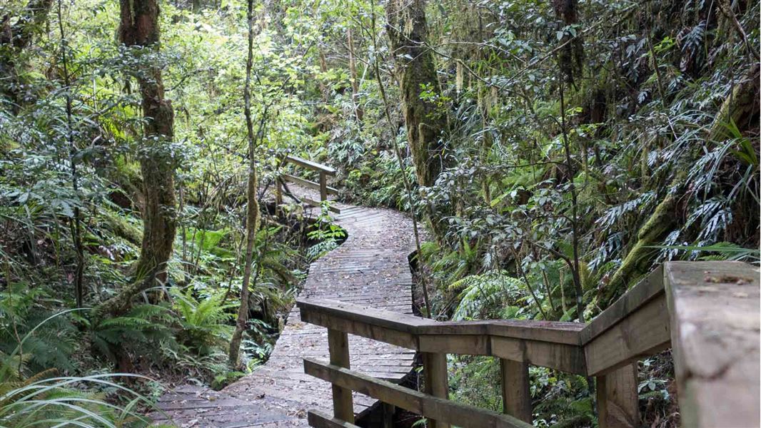 Taurewa Track boardwalk. 