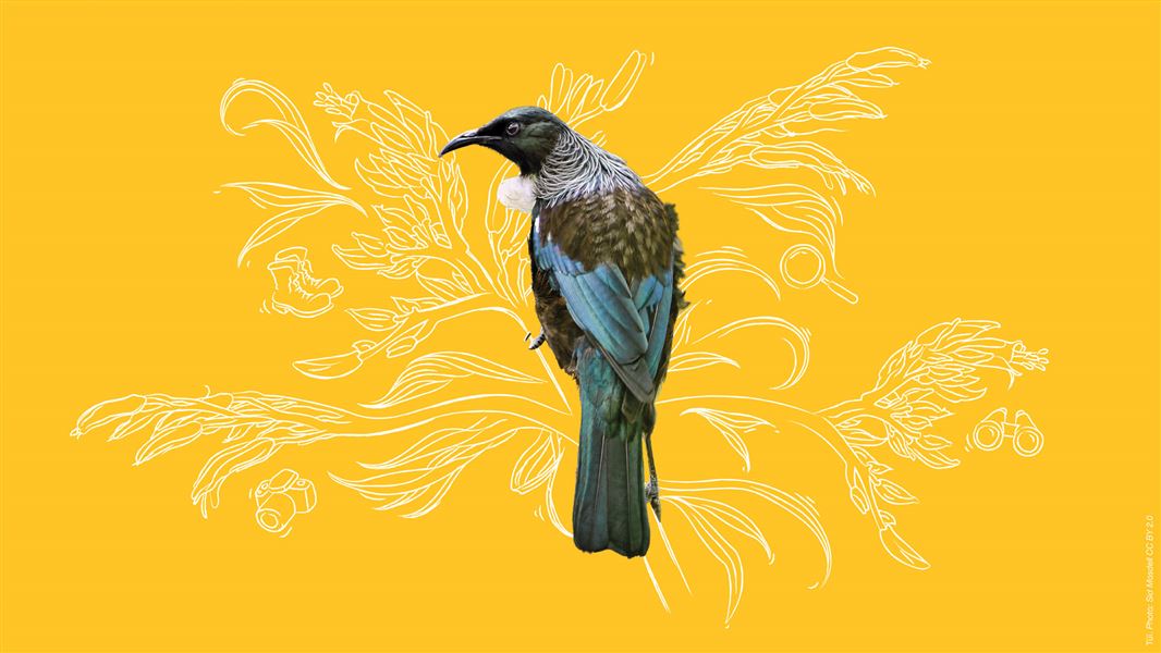 Conservation Week artwork of a tui placed on an illustrated plant on a yellow background.