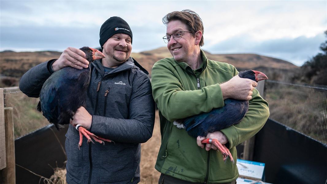 Two people hold two different takahē in their arms.