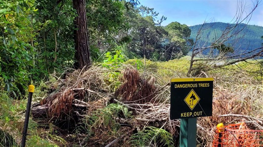 Dead fallen trees behind a warning sign that says 'dangerous trees'