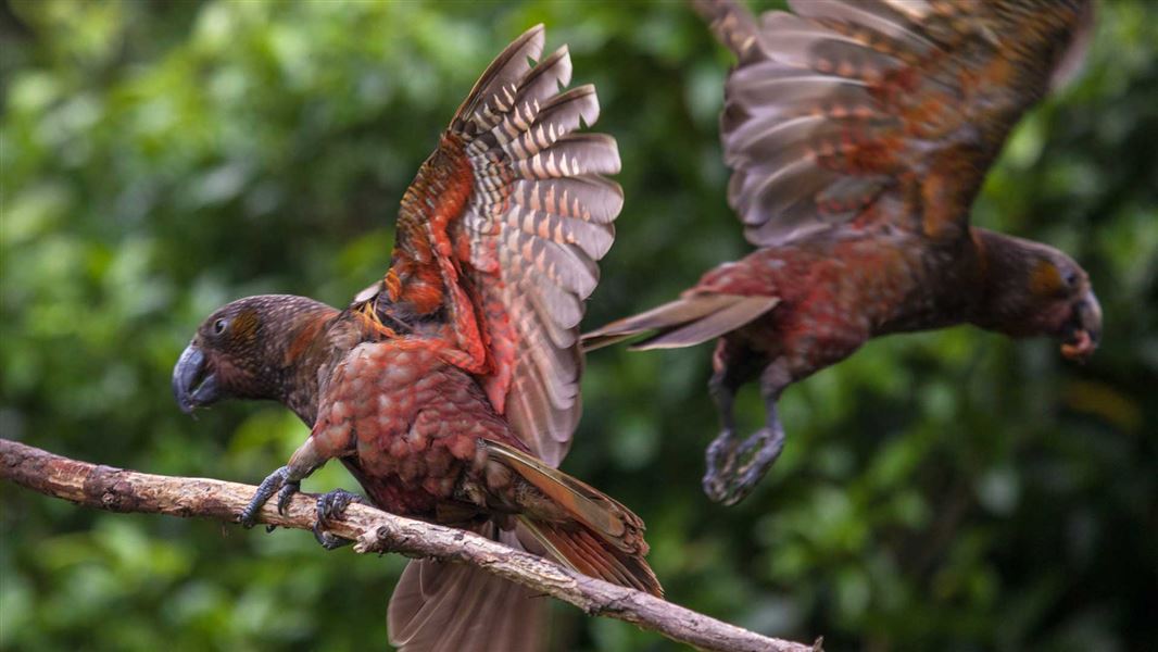 North Island kākā feeding