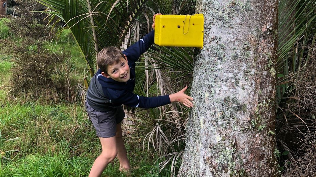 Young boy checks yellow possum trap.