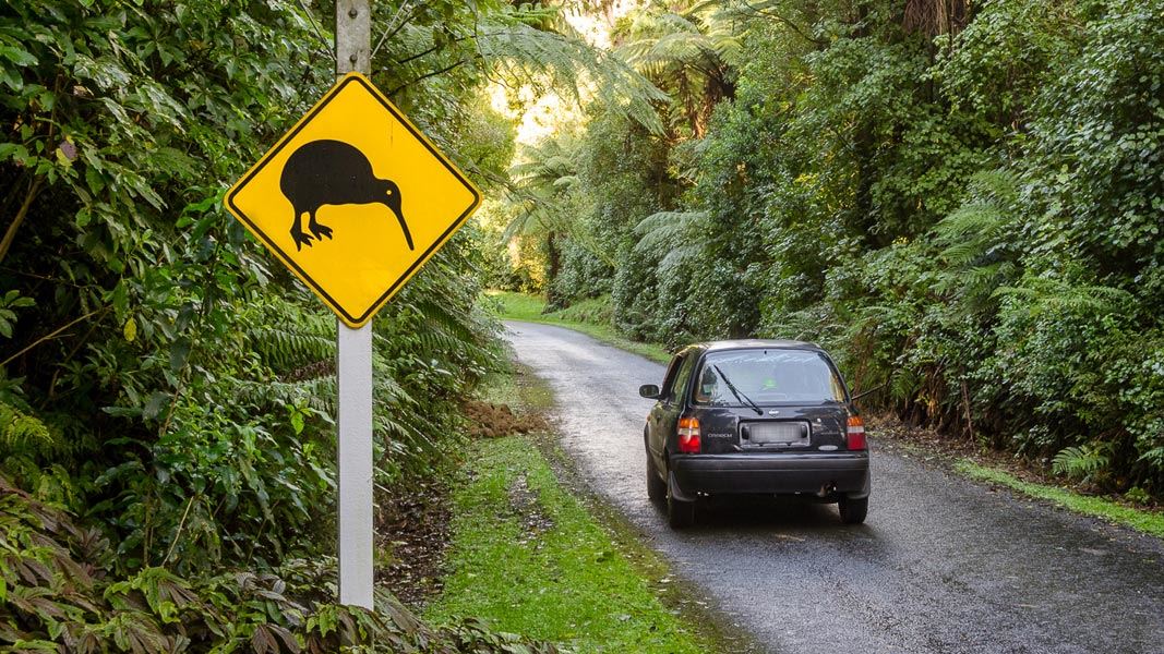 Drive carefully - kiwi live here. 