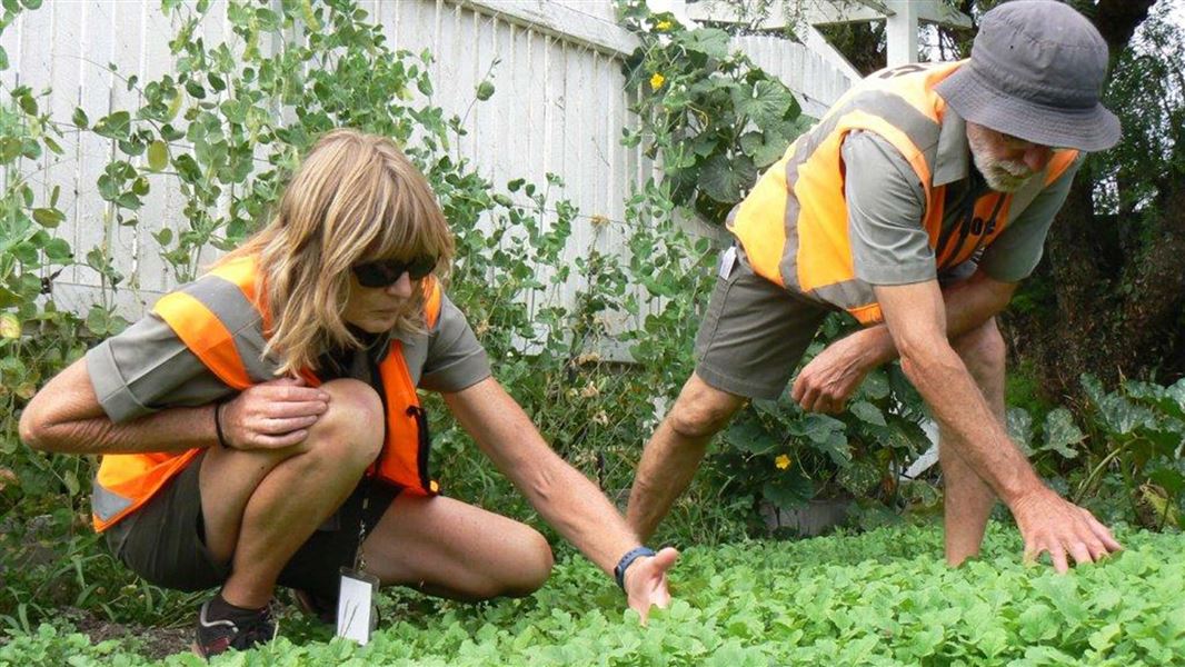 Searching mustard plants. 