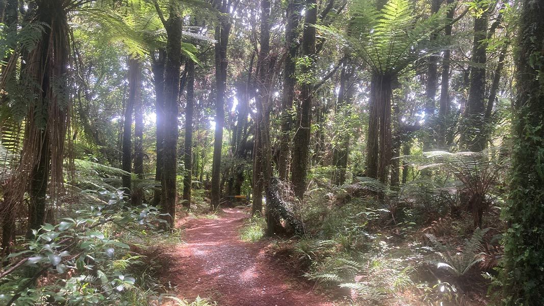  Near the end of Kokako Track towards Haast Beach