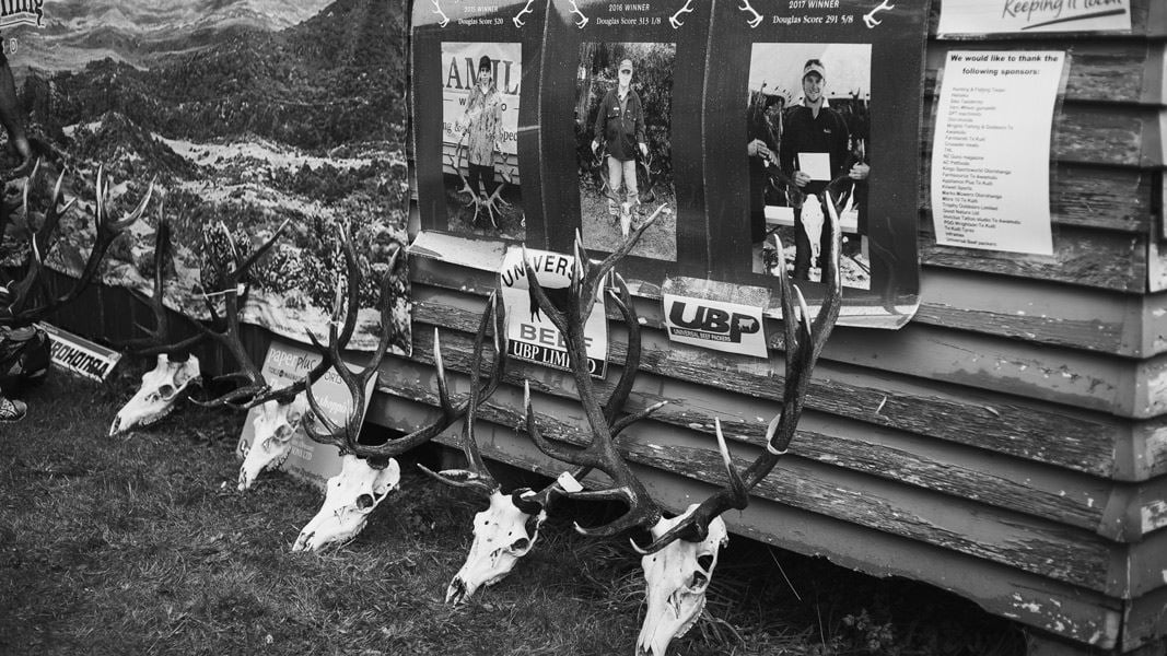 Line up of deer heads. 