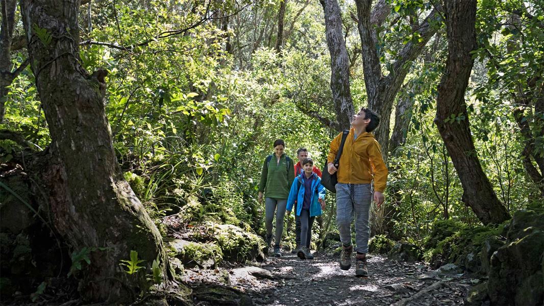 Rangitoto Summit Track. 