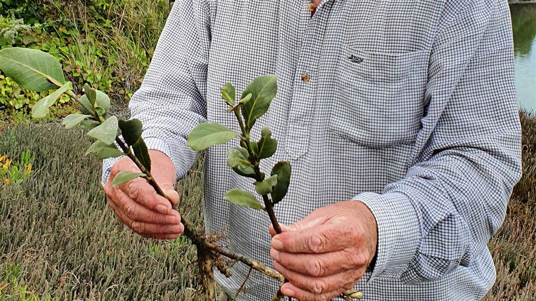 Someone holding up two small green shrubs.