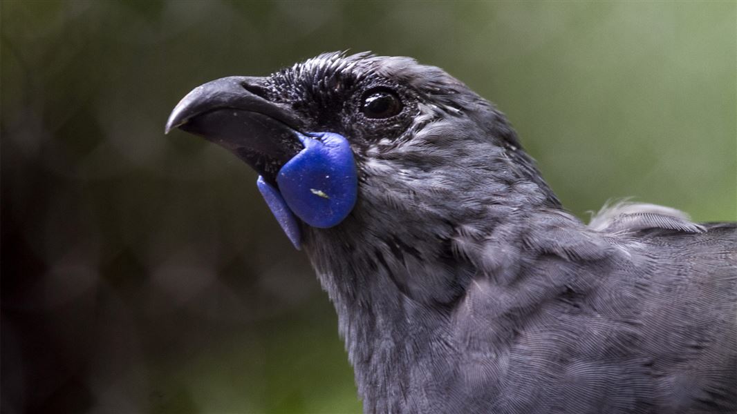 Kōkako