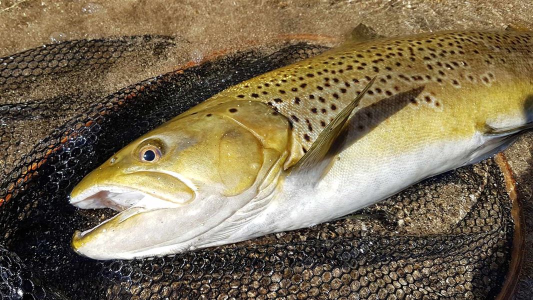 Brown trout just caught. 