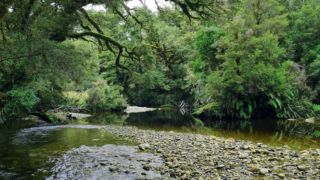 A view down the deep green Tiropahi River.